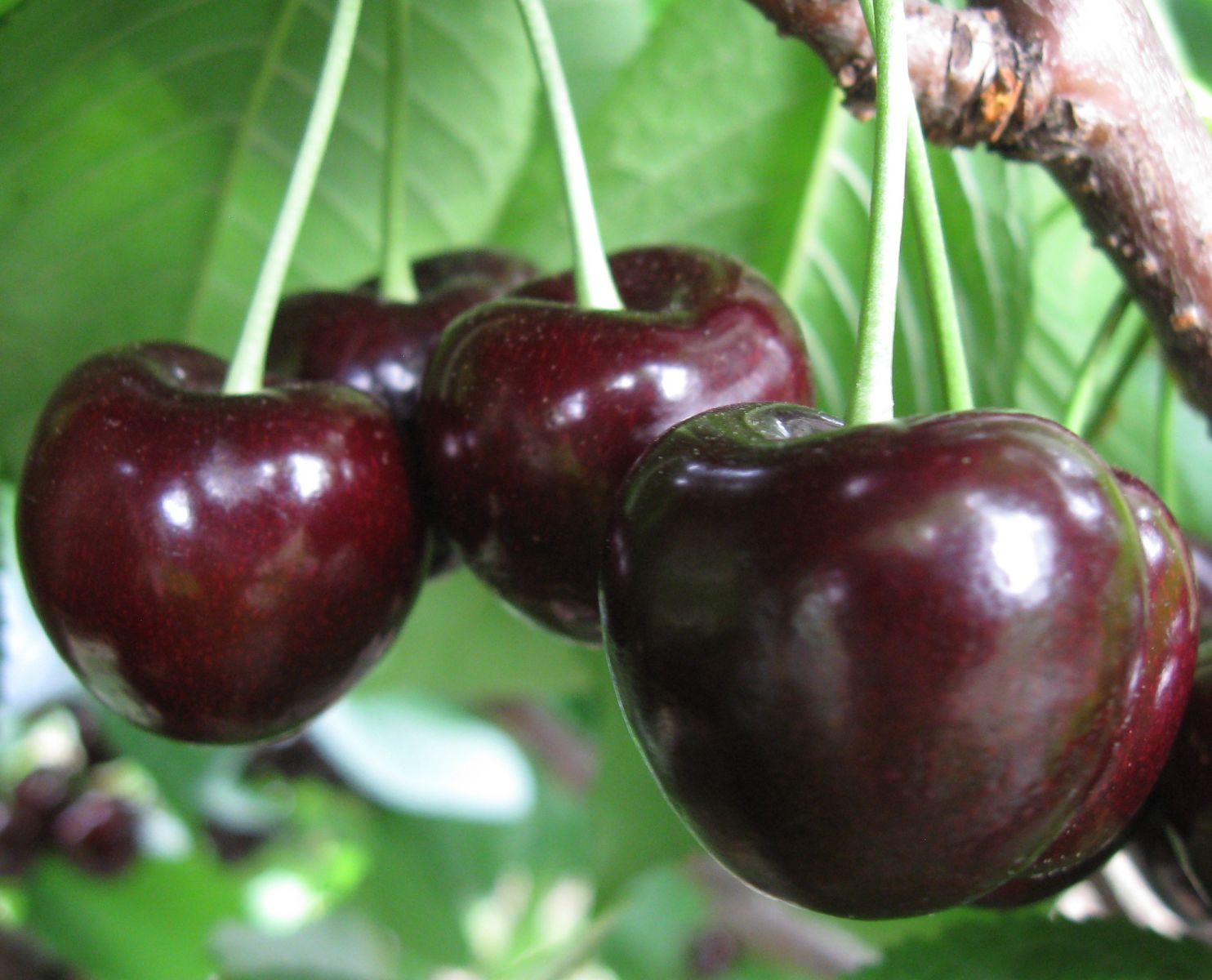 Cherry Varieties BC Tree Fruit Production Guide